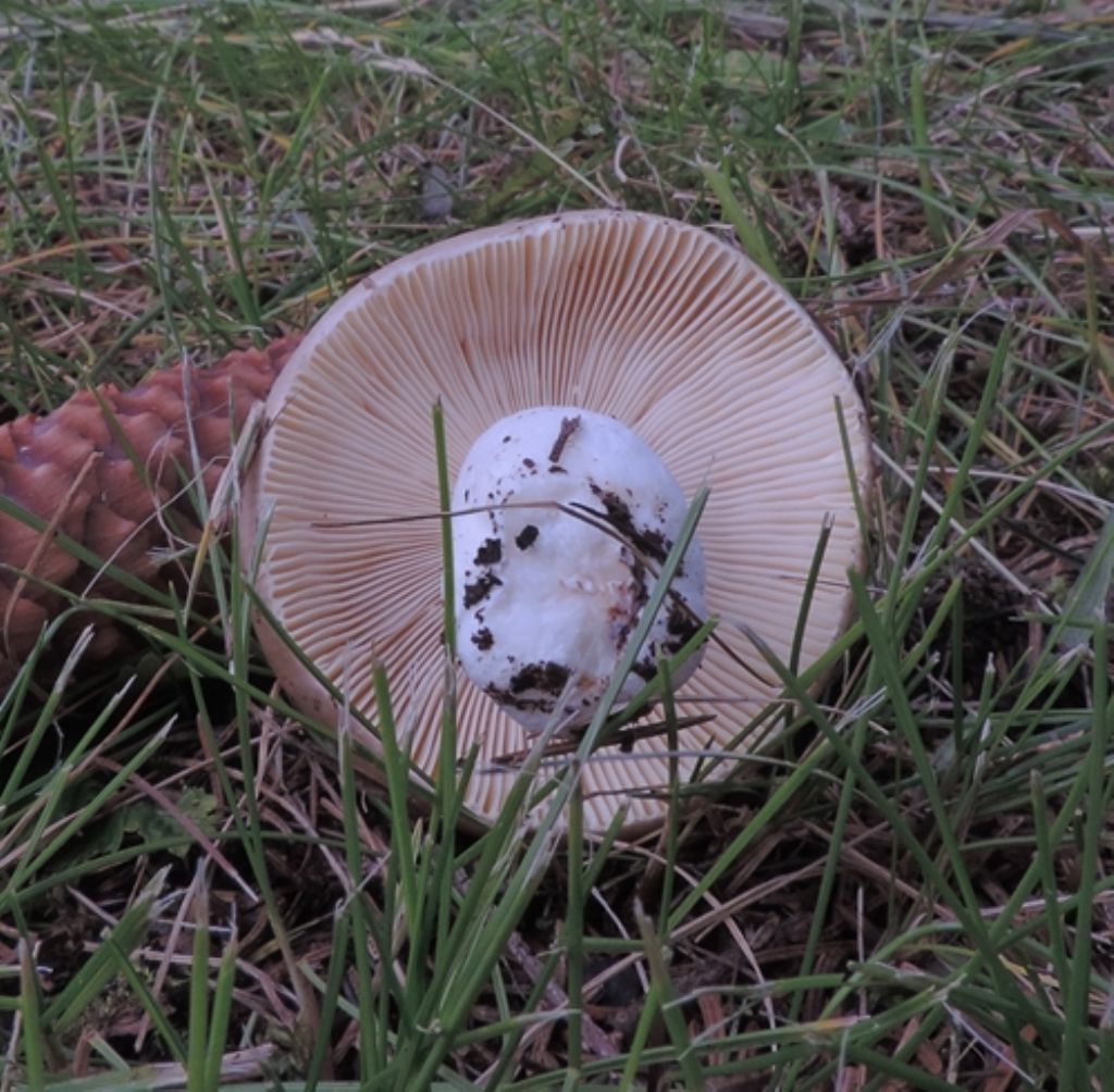 Russula da id.